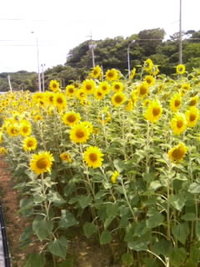 ひまわり（糸満店スタッフ） 2009/05/18 15:31:55