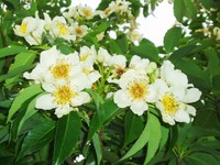 梅雨なのに?　梅雨だから! 2011/05/20 20:34:43