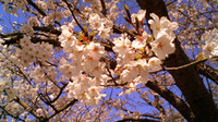 桜が満開 2010/03/26 21:06:33