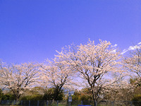 桜が満開です 2012/04/02 08:29:41