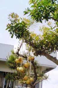 玉ねぎまつり開催中 2010/05/11 17:14:09