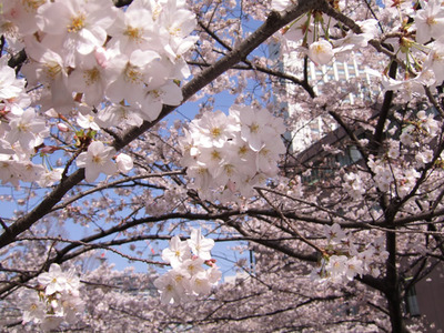 きれいな花がたくさん咲いた 塾長の独り言