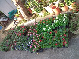 体育館横でアルバイトしていた時の草花です