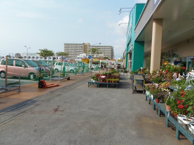 サンプラダ糸満にある草花の販売です