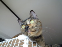 こま子の母からごあいさつ 2012/01/07 00:37:23