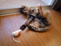 こま子の　おともだち② 2011/11/24 20:02:25
