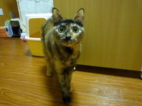 こま子の　おもちゃ 2012/02/23 00:05:27