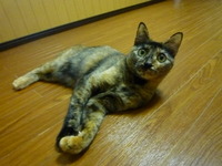 こま子の　やさしさ 2012/03/02 23:29:16