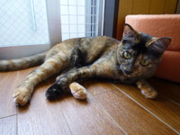 こま子の　あみどのぼり 2012/03/17 22:27:24