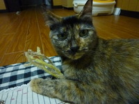 こま子の　おきゃくさま 2012/05/03 21:27:16