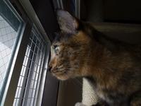 こま子の　みはりばん 2012/06/18 21:58:42