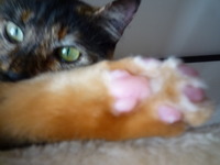 こま子の　にくきゅう(・肉・) 2012/08/10 14:44:29