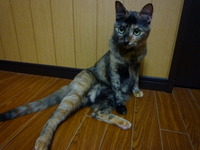 こま子の　夕涼み 2012/09/09 22:37:13
