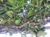 木の実？ 2010/08/04 08:50:21