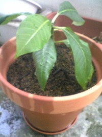 Plumeria