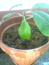 Plumeria