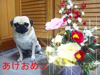 タイガー（パグ♂）お正月 2012/01/02 23:05:19