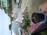 イッペイの花 2011/02/19 10:45:39