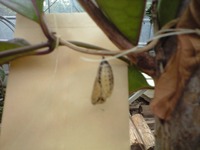 オオゴマダラ サナギ 2011/02/20 14:27:54