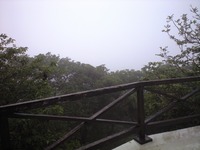 コウモリ 2011/05/12 18:05:45