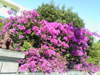 島の花