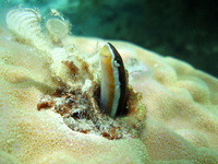 もずく畑周辺の生き物達