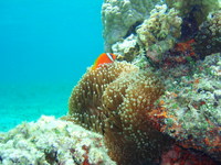 もずく畑周辺の生き物達
