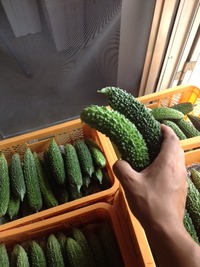 ゴーヤーの季節 2012/06/07 22:19:07