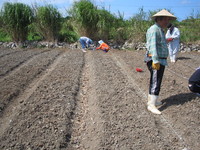 発育状況をちょっとお見せします。 2008/09/10 11:53:25