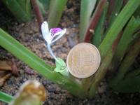 黒うこんの花 2008/09/13 11:05:37