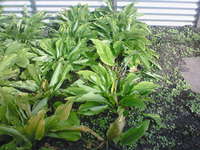 収穫量 2008/12/08 21:29:56