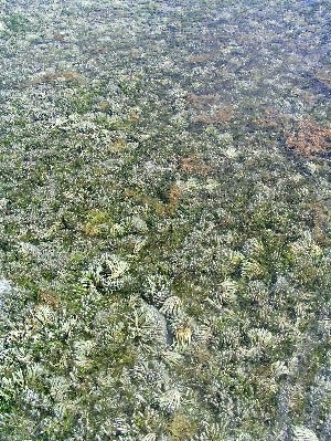 泡瀬　明日から浚渫と埋め立て開始・・・