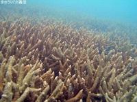 泡瀬　明日から浚渫と埋め立て開始・・・ 2011/10/27 18:51:49