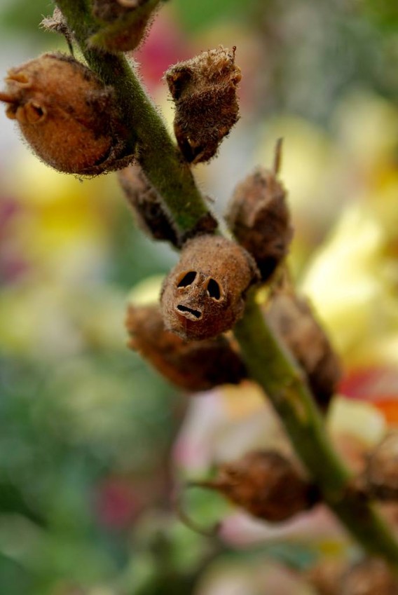 咲いているときれいなピンク色の花が枯れるとゾンビの軍団になるホラー満点お花畑のような景色にゾゾッ！