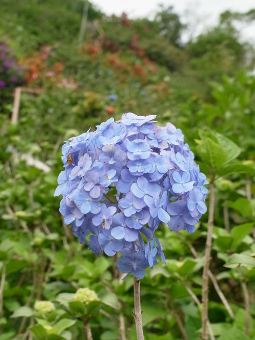あじさい園の花達が咲いているといいね。【沖縄】【本部】