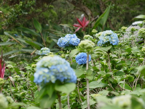あじさい園の花達が咲いているといいね。【沖縄】【本部】