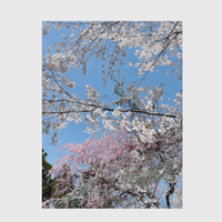 桜色の旅