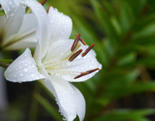 Nom De La Fleur 花の名前 伊佐まゆみla Maison De Mere Prive