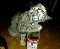 酒が旨い！ 2011/05/28 19:59:06
