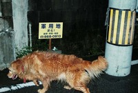 しつけ 2011/05/04 15:53:04