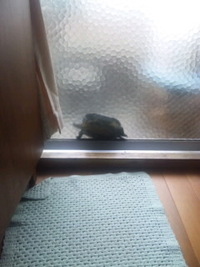 この亀よー！ 2011/05/19 18:34:54