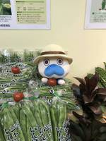 おきなわ花と食のフェスティバル2019