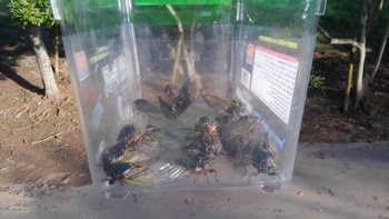 蝉取り