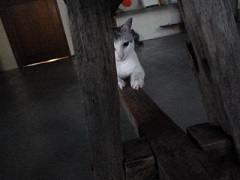 うちの家族