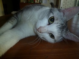 うちの家族