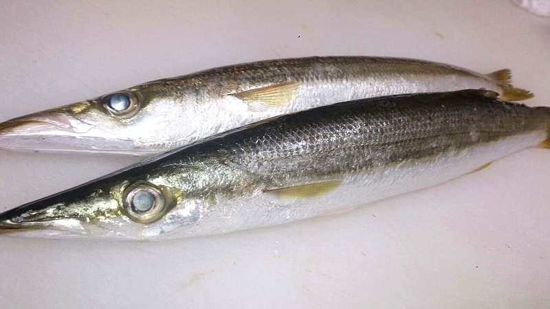 日替わり 本カマス居酒屋 まじゅんまじゅんぬまや