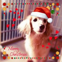 Merry Christmas♡*.+゜ 2014/12/24 21:05:31