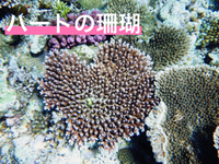 シュノーケルではハートの珊瑚を！→けんてぃ 2021/07/09 22:12:26