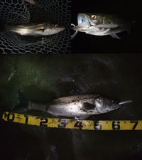 自作 キャリングシステム ダウンショットでアジング 徒然なる釣りの日々