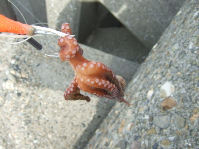 徒然なる釣りの日々:まさかの自己新…今年の泉ダコはヤバいかも!? 徒然なる釣りの日々:まさかの自己新…今年の泉ダコはヤバいかも!?